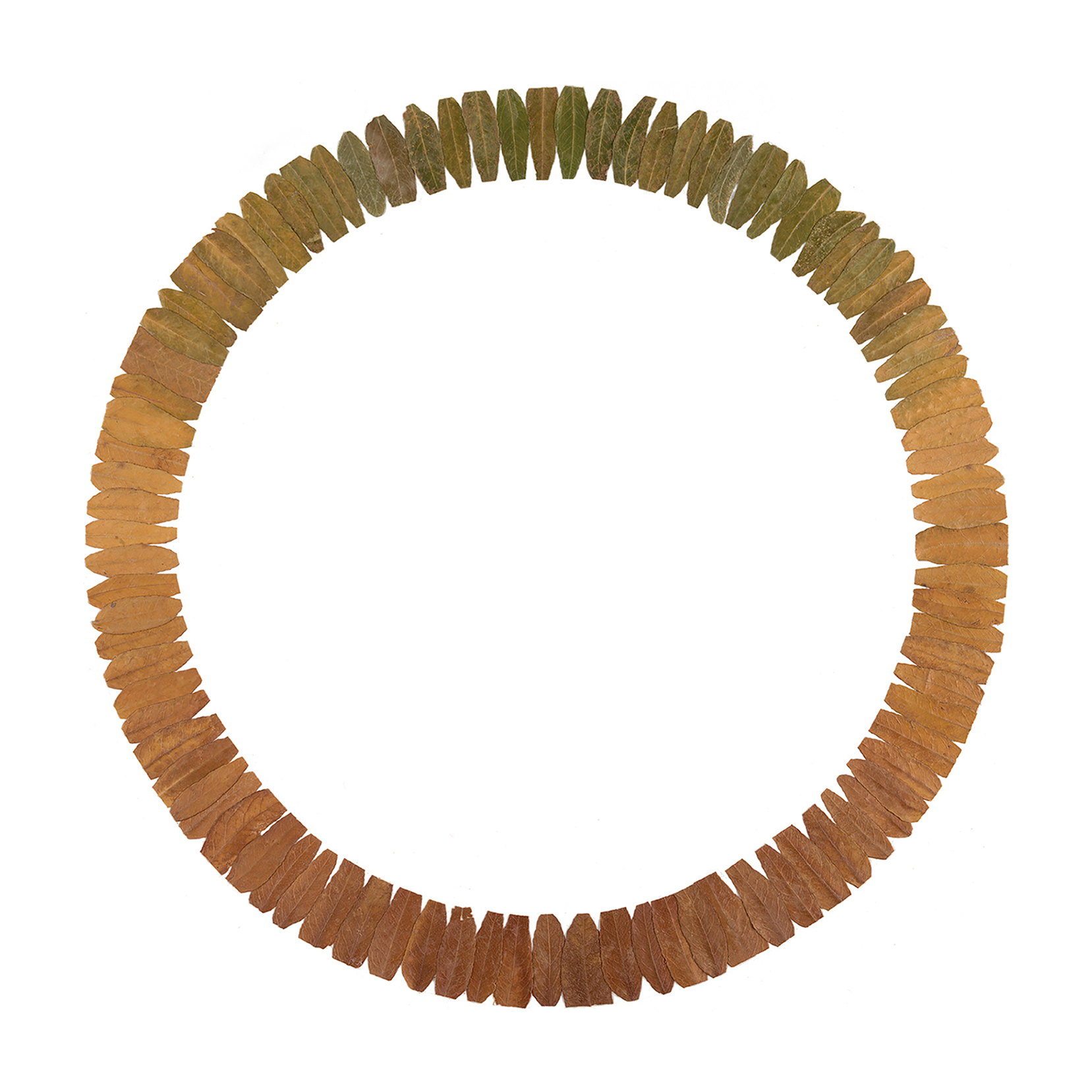 Circle Formed From 1" Wide Leaf Fragments